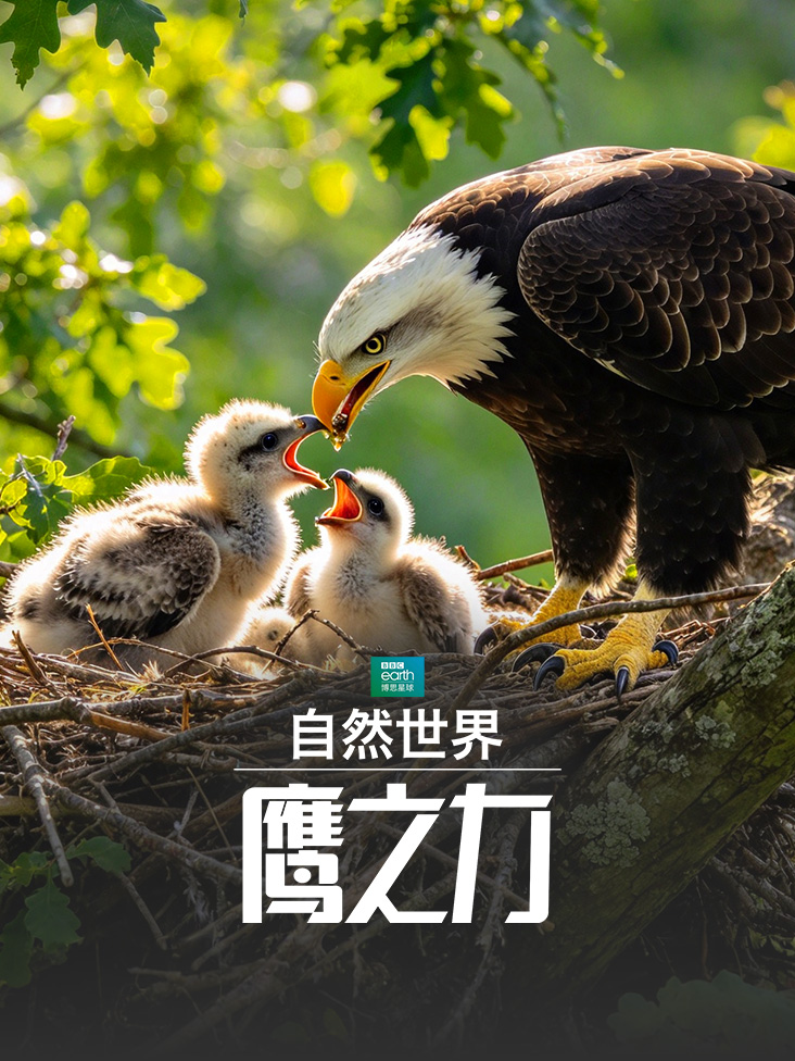 《自然世界鹰之力》完整版免费在线观看